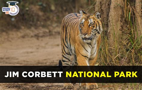 orbit national park|Jim Corbett National Park (Official GANP Park Page).